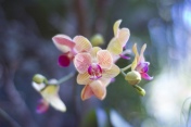 Flower & Garden - Jessamack